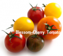 fresh cherry tomato grape - product's photo