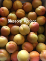 australia fresh apricot - product's photo