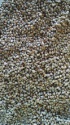 green millet for cattle feed - product's photo