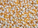 yellow maize - product's photo