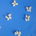 jsx sprouting bean white peeled dalian - product's photo