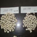 jsx current year beans kidney free sample cheap - product's photo