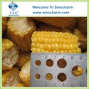 sweet corn cob - product's photo