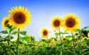 high quality crude sunflower oil - product's photo