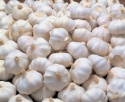 high quality fresh garlic for sale - product's photo