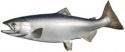 good quality fresh king salmon - product's photo