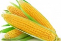 sweet corn/ sweet baby corn - product's photo