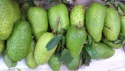 soursop fruits/graviola fruit/fresh fruits! - product's photo