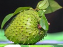 soursop fruits/graviola fruit/custard apple - product's photo