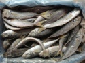 20cm+ sea frozen horse mackerel - product's photo