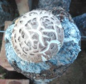 fresh shiitake mushroom  - product's photo
