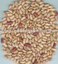 light speckled kidney beans - product's photo