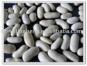 white kidney bean - product's photo