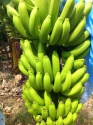 cavendish bananas - product's photo