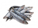 fresh sardine - product's photo