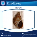 top shell frozen baigai - product's photo
