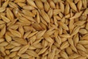 sorghum barley spices - product's photo