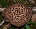 dried sarcodon imbricatus mushroom - product's photo