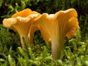 dried chanterelle mushroom - product's photo