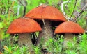 dried orange-cap, rough boletus - product's photo
