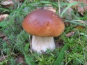 dried boletus edulis, porcini mushrooms, - product's photo