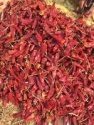 red chili hybrid hot pepper - product's photo