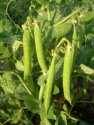 beans for sowing - product's photo