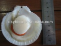 frozen sea scallop(roe on) - product's photo