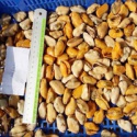 iqf boiled mussel meat - product's photo