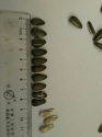 organic sunflower seeds - product's photo