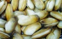 geo-duck / otter clam (lutraria philippinarum) - product's photo