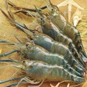 scampi shrimps - product's photo
