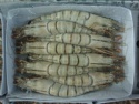 frozen black tiger shrimp - product's photo