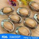 frozen seafood exporter cooked abalone - product's photo