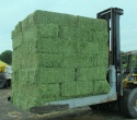 premium alfafa hay pellets - product's photo