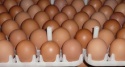 white/brown fresh table chicken eggs - product's photo
