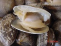 good quality short necked clams - product's photo
