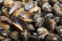 america standard short necked clam meat - product's photo
