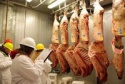 halal beef carcasse - ham2360 frozen *a* shin-shank iwp - - product's photo