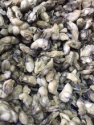 frozen oyster meat size 200-300 - product's photo