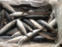 frozen pacific sardine size 20-30 - product's photo