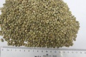chinese yunnan green coffee beans,round shape,arabica type - product's photo