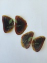 high quality dried operculum seashells conch topshells - product's photo