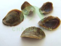 high quality moderate price sea shell cover dried operculum operculum  - product's photo