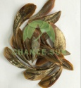 low price dried shell murex operculum,operculum shells - product's photo