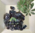 best quality murex lid operculum conch shell - product's photo