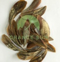 low price high quality dried sea shells murex operculum - product's photo