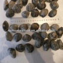 frozen cooked baby clams - product's photo