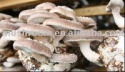 shitake mushroom extract,shitake glucan,shitake polysaccharide - product's photo