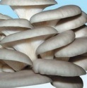fresh oyster mushroom/ pleurotus ostreatus from china - product's photo